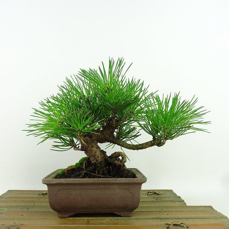 盆栽 松 黒松 樹高 約15cm くろまつ Pinus thunbergii クロマツ マツ科