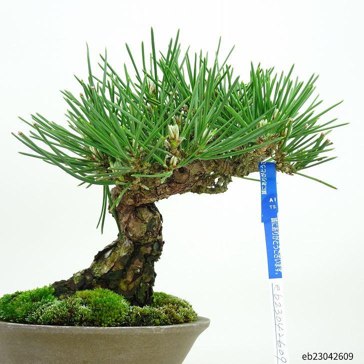 盆栽 松 黒松 樹高 19cm くろまつ Pinus thunbergii クロマツ マツ科