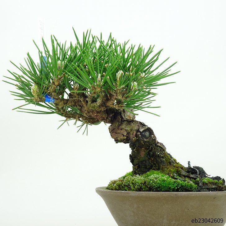 盆栽 松 黒松 樹高 19cm くろまつ Pinus thunbergii クロマツ マツ科