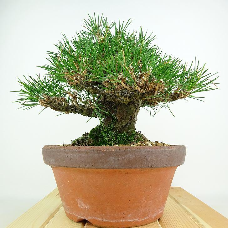盆栽 松 黒松 樹高 約20cm くろまつ 高級盆栽 Pinus thunbergii 盆栽 松 黒松 樹高 約20cm くろまつ 高級盆栽 Pinus thunbergii