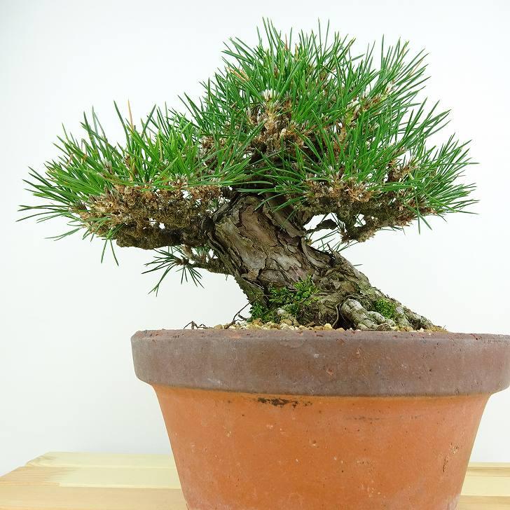 盆栽 松 黒松 樹高 約20cm くろまつ 高級盆栽 Pinus thunbergii 盆栽 松 黒松 樹高 約20cm くろまつ 高級盆栽 Pinus thunbergii