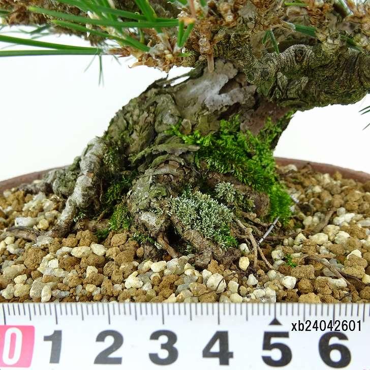 盆栽 松 黒松 樹高 約20cm くろまつ 高級盆栽 Pinus thunbergii 盆栽 松 黒松 樹高 約20cm くろまつ 高級盆栽 Pinus thunbergii