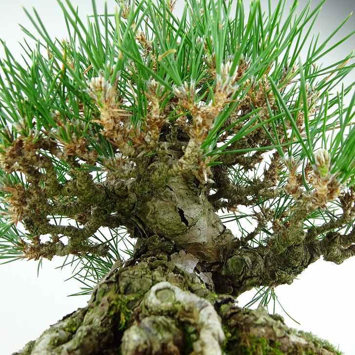 盆栽 松 黒松 樹高 約20cm くろまつ 高級盆栽 Pinus thunbergii 盆栽 松 黒松 樹高 約20cm くろまつ 高級盆栽 Pinus thunbergii