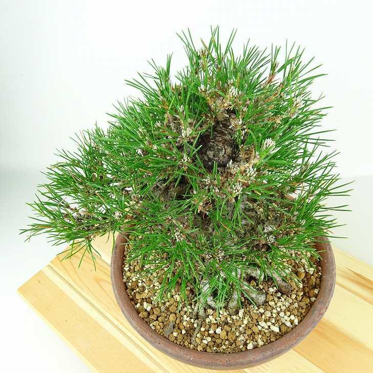 盆栽 松 黒松 樹高 約20cm くろまつ 高級盆栽 Pinus thunbergii 盆栽 松 黒松 樹高 約20cm くろまつ 高級盆栽 Pinus thunbergii