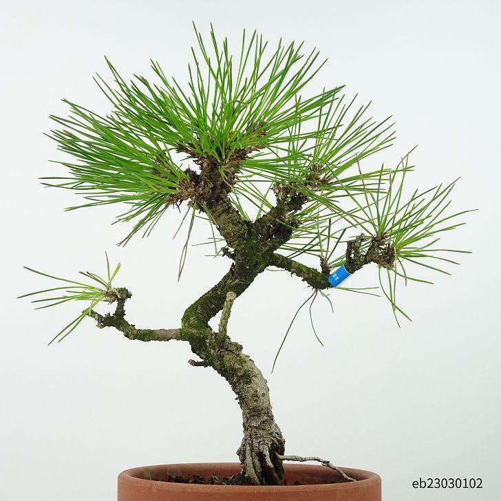 盆栽 松 黒松 樹高 28cm くろまつ Pinus thunbergii “ジン” クロマツ