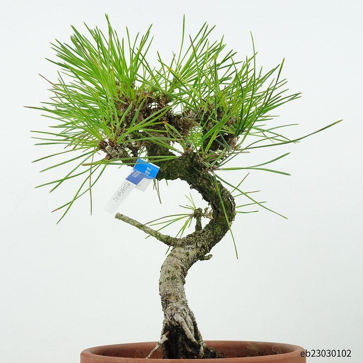 盆栽 松 黒松 樹高 28cm くろまつ Pinus thunbergii “ジン” クロマツ