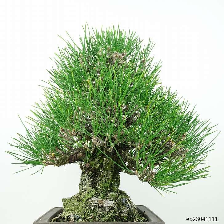 熱販売 盆栽 松 黒松 樹高 31cm くろまつ 高級盆栽 Pinus thunbergii