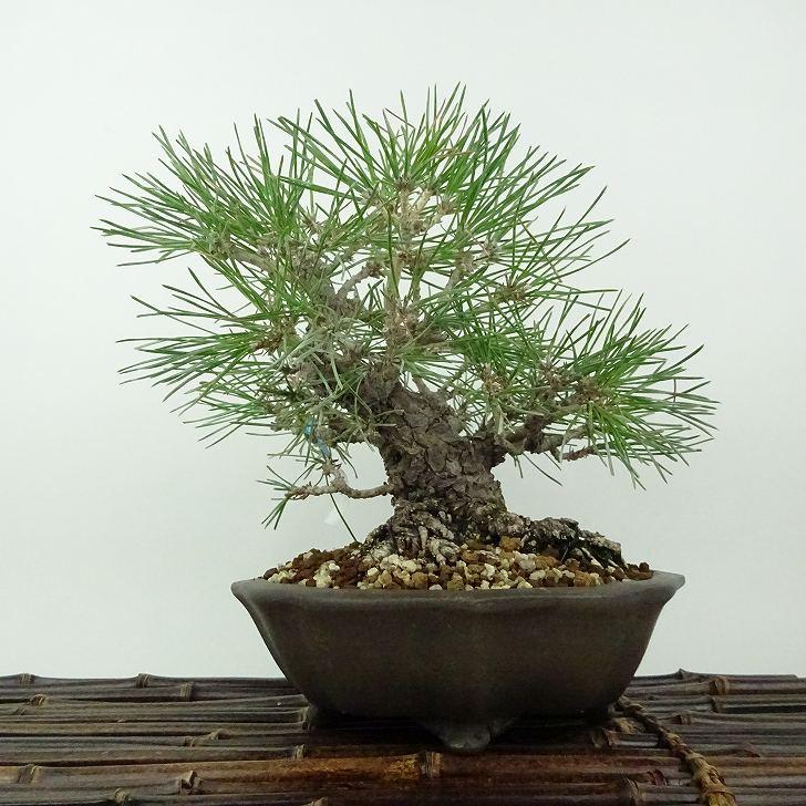 黒松 65センチn 2025年 植木 黒松(クロマツ)の中樹 No9 F-1 : PLANT