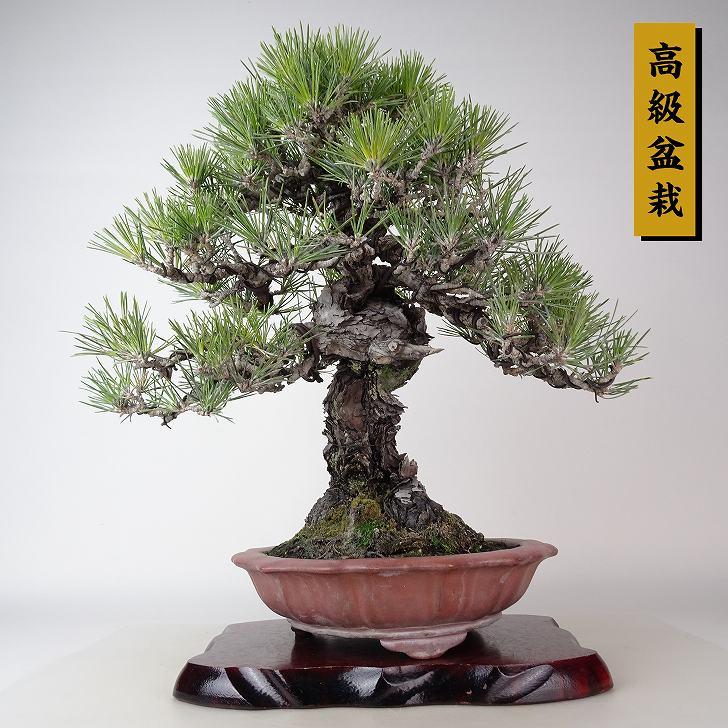 盆栽 松 黒松 樹高 約36cm くろまつ 高級盆栽 Pinus thunbergii 盆栽 松 黒松 樹高 約36cm くろまつ 高級盆栽 Pinus thunbergii