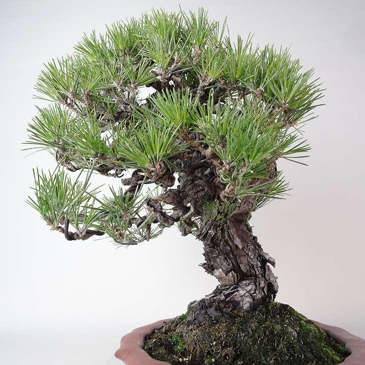 盆栽 松 黒松 樹高 約36cm くろまつ 高級盆栽 Pinus thunbergii 盆栽 松 黒松 樹高 約36cm くろまつ 高級盆栽 Pinus thunbergii
