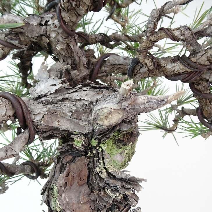 盆栽 松 黒松 樹高 約36cm くろまつ 高級盆栽 Pinus thunbergii 盆栽 松 黒松 樹高 約36cm くろまつ 高級盆栽 Pinus thunbergii