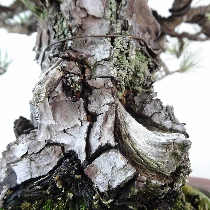 盆栽 松 黒松 樹高 約36cm くろまつ 高級盆栽 Pinus thunbergii 盆栽 松 黒松 樹高 約36cm くろまつ 高級盆栽 Pinus thunbergii