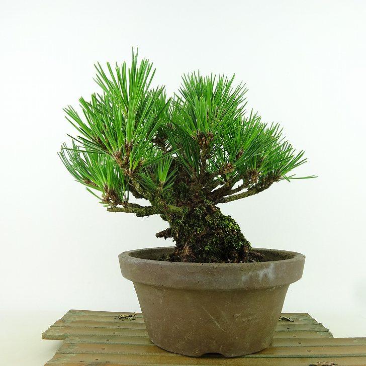 盆栽 松 黒松 瑞宝 樹高 約19cm くろまつ Pinus thunbergii クロマツ