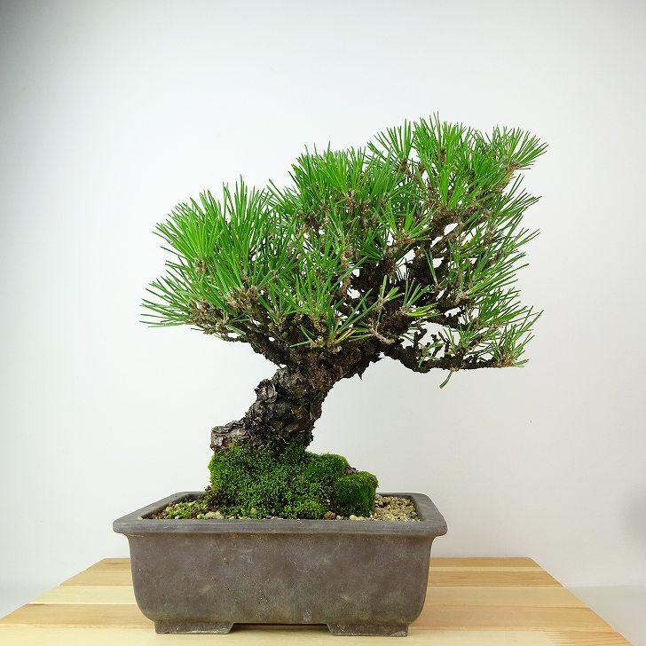 黒松　樹高約19cm 盆栽 松 黒松 樹高 約28cm くろまつ Pinus thunbergii クロマツ マツ科