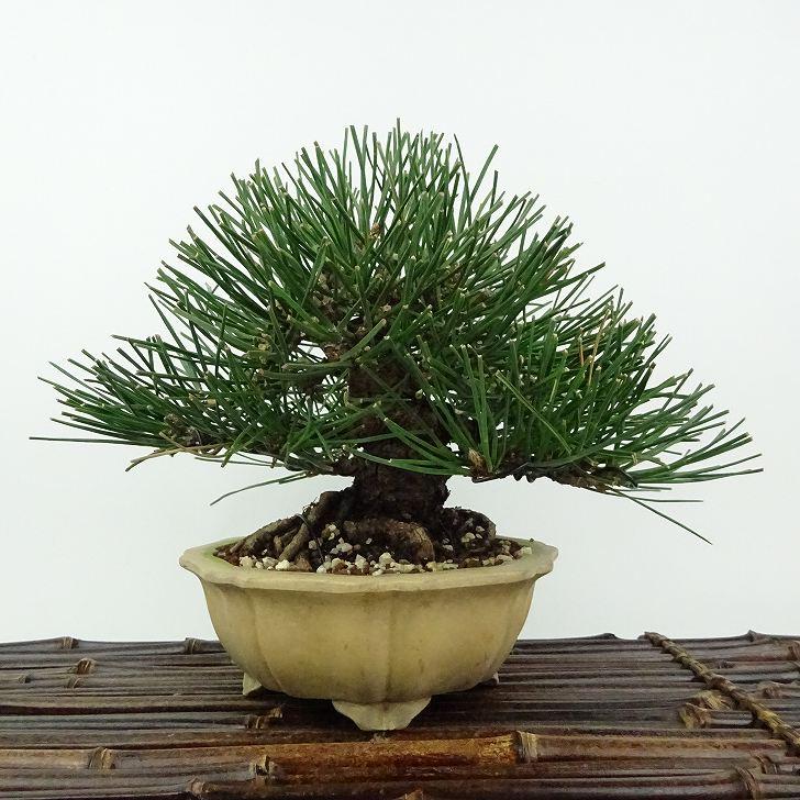 【現品】盆栽　黒松（くろまつ）（クロマツ）１５号　TY番 楽天市場】盆栽 松 黒松 樹高 上下 約16cm くろまつ Pinus thunbergii