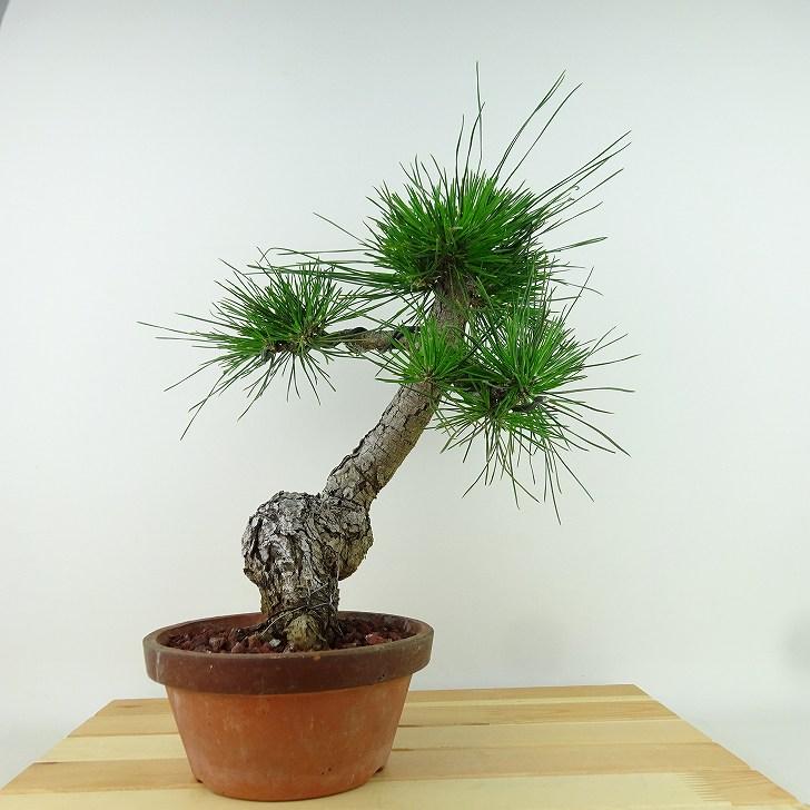 盆栽 黒松 くろまつ Pinus thunbergii クロマツ マツ科 常緑針葉樹