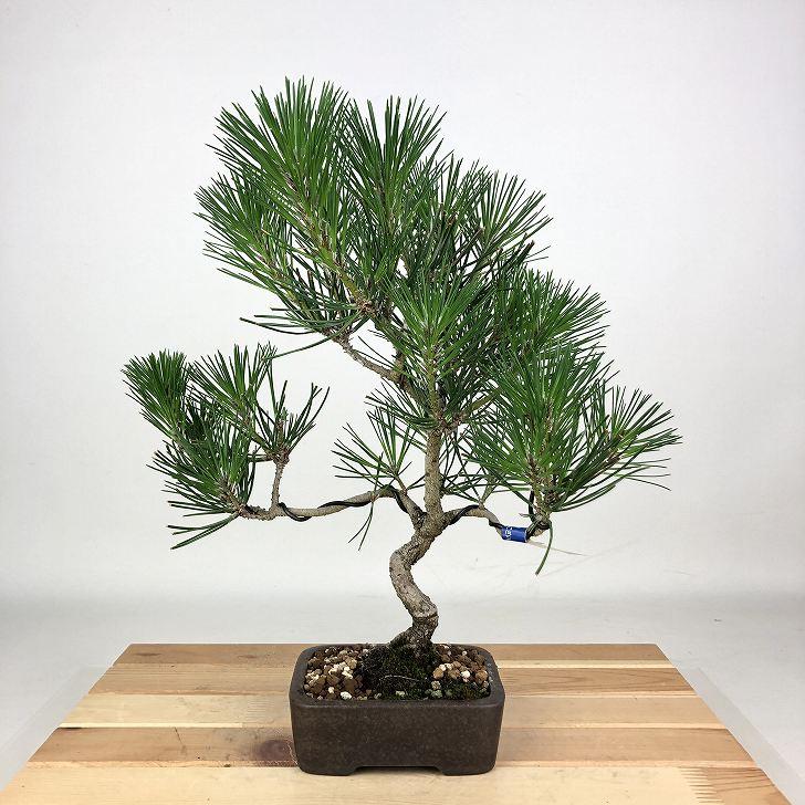 盆栽　松 盆栽 松 Pinetree Bonsai #92 | Oh! BONSAI