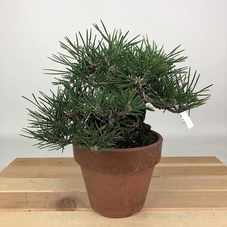 盆栽 松 黒松 寿寸松 樹高 約13cm くろまつ Pinus thunbergii クロマツ