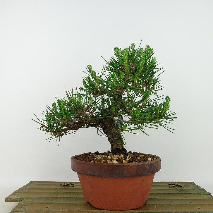 盆栽 松 赤松 樹高 約17cm あかまつ Pinus densiflora アカマツ red