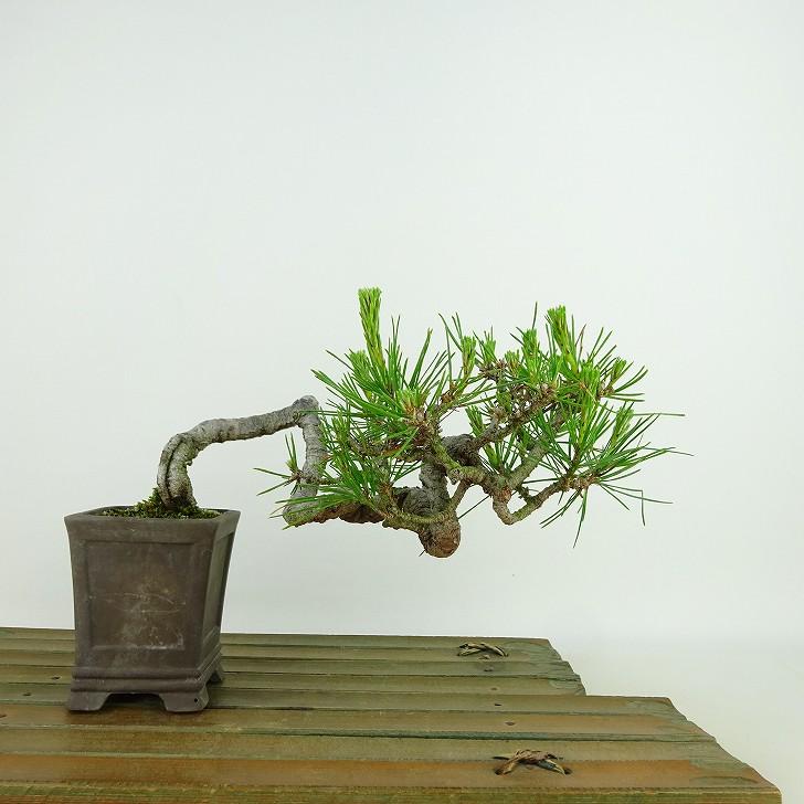 赤松 樹高鉢底約41cm 【公式通販】