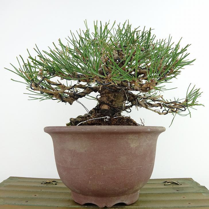 盆栽 松 赤松 樹高 約16cm あかまつ Pinus densiflora アカマツ 盆栽 松 赤松 樹高 約16cm あかまつ Pinus densiflora アカマツ