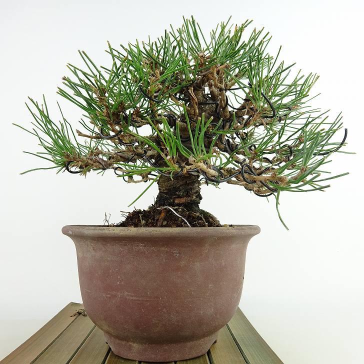 盆栽 松 赤松 樹高 約16cm あかまつ Pinus densiflora アカマツ 盆栽 松 赤松 樹高 約16cm あかまつ Pinus densiflora アカマツ