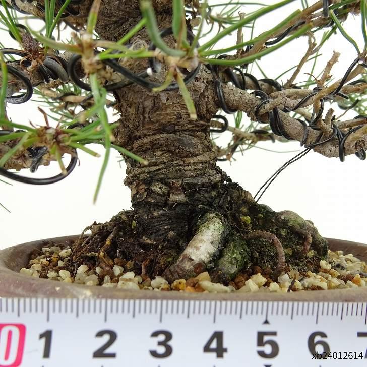 盆栽 松 赤松 樹高 約16cm あかまつ Pinus densiflora アカマツ 盆栽 松 赤松 樹高 約16cm あかまつ Pinus densiflora アカマツ