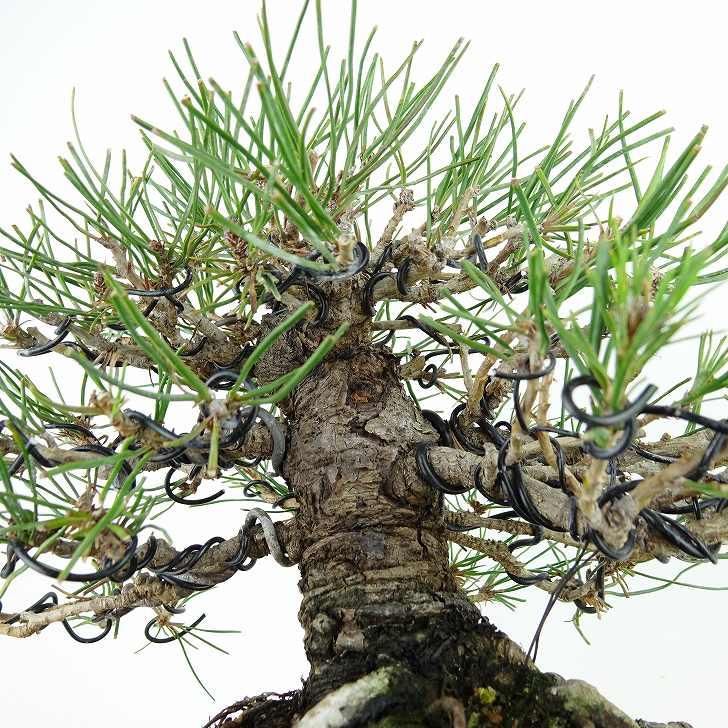 盆栽 松 赤松 樹高 約16cm あかまつ Pinus densiflora アカマツ 盆栽 松 赤松 樹高 約16cm あかまつ Pinus densiflora アカマツ