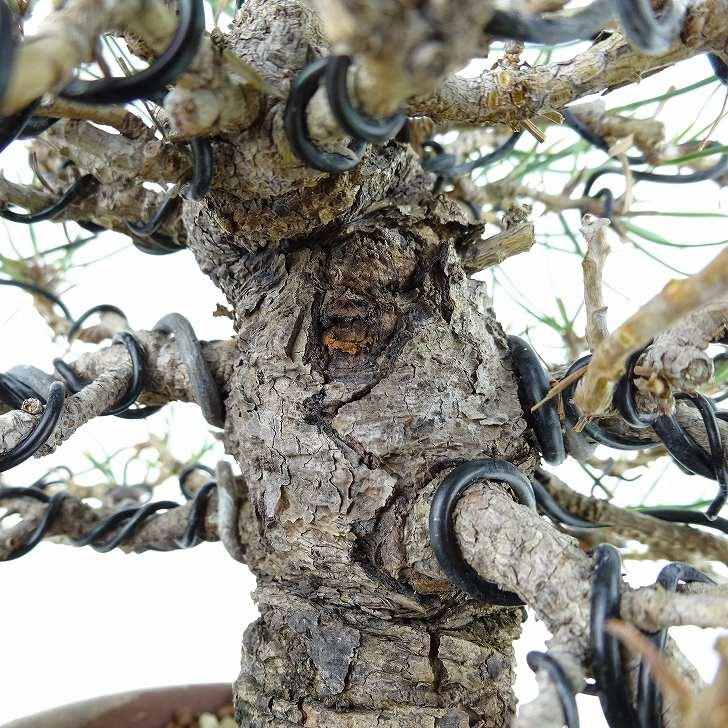 盆栽 松 赤松 樹高 約16cm あかまつ Pinus densiflora アカマツ 盆栽 松 赤松 樹高 約16cm あかまつ Pinus densiflora アカマツ