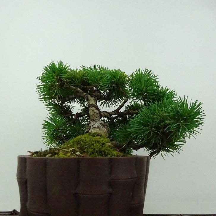 五葉松盆栽！ 五葉松盆栽【5】 - メルカリ