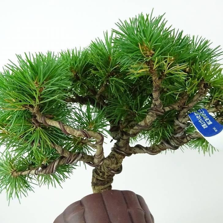 盆栽 松 五葉松 樹高 約14cm ごようまつ Pinus parviflora