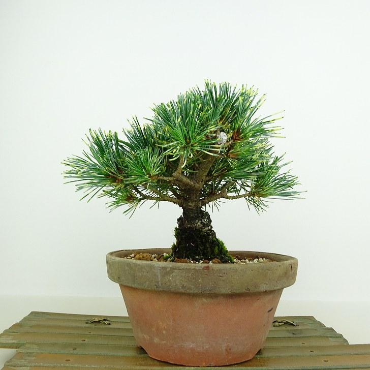 盆栽 松 五葉松 吹雪錦 樹高 約12cm ごようまつ Pinus 盆栽 松 五葉松 吹雪錦 樹高 約12cm ごようまつ Pinus