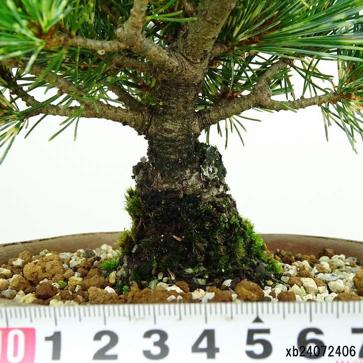 盆栽 松 五葉松 吹雪錦 樹高 約12cm ごようまつ Pinus 盆栽 松 五葉松 吹雪錦 樹高 約12cm ごようまつ Pinus