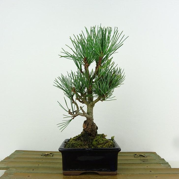 盆栽 松 五葉松 福娘 樹高 16cm ごようまつ Pinus parviflora