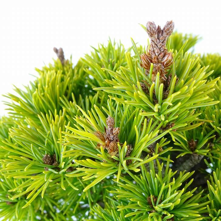 盆栽 松 五葉松 樹高 約21cm ごようまつ Pinus parviflora 盆栽 松 五葉松 樹高 約21cm ごようまつ Pinus parviflora
