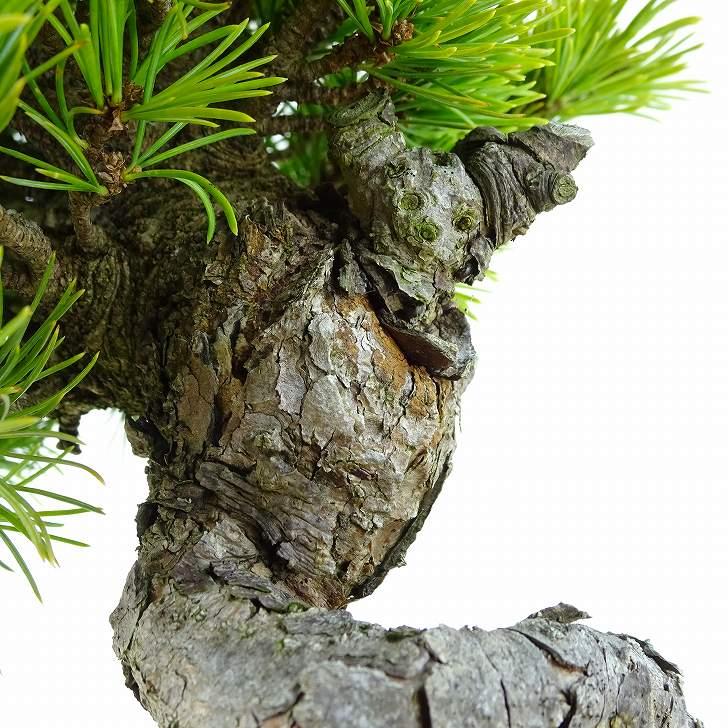 盆栽 松 五葉松 樹高 約21cm ごようまつ Pinus parviflora 盆栽 松 五葉松 樹高 約21cm ごようまつ Pinus parviflora