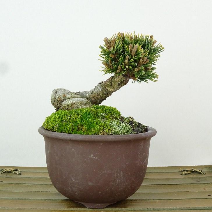 盆栽 松 五葉松 明星 樹高 約7cm ごようまつ Pinus parviflora