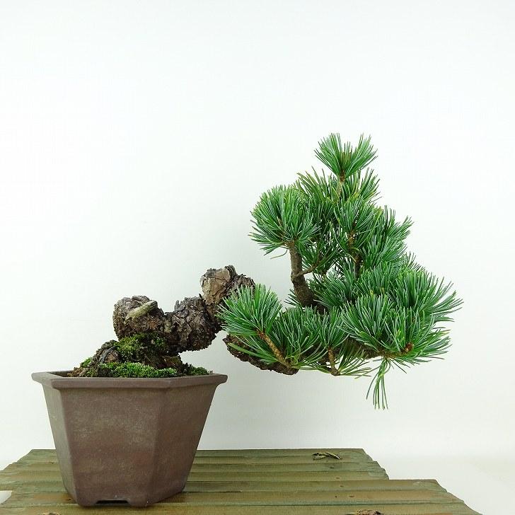 盆栽 松 五葉松 樹高 上下 約19cm ごようまつ Pinus parviflora 