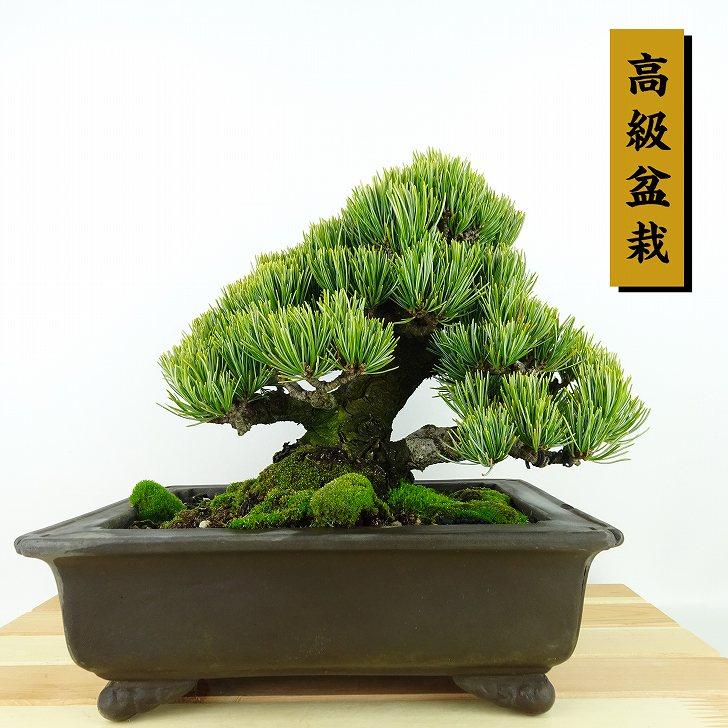 五葉松盆栽 盆栽 松 五葉松 宮島 樹高 約18cm ごようまつ 高級盆栽 Pinus