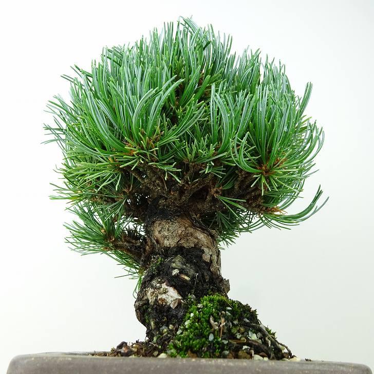 盆栽 松 五葉松 樹高 約19cm ごようまつ 高級盆栽 Pinus parviflora 