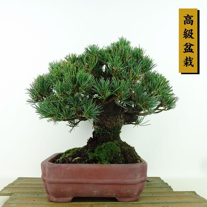 盆栽 松 五葉松 樹高 約19cm ごようまつ 高級盆栽 Pinus parviflora