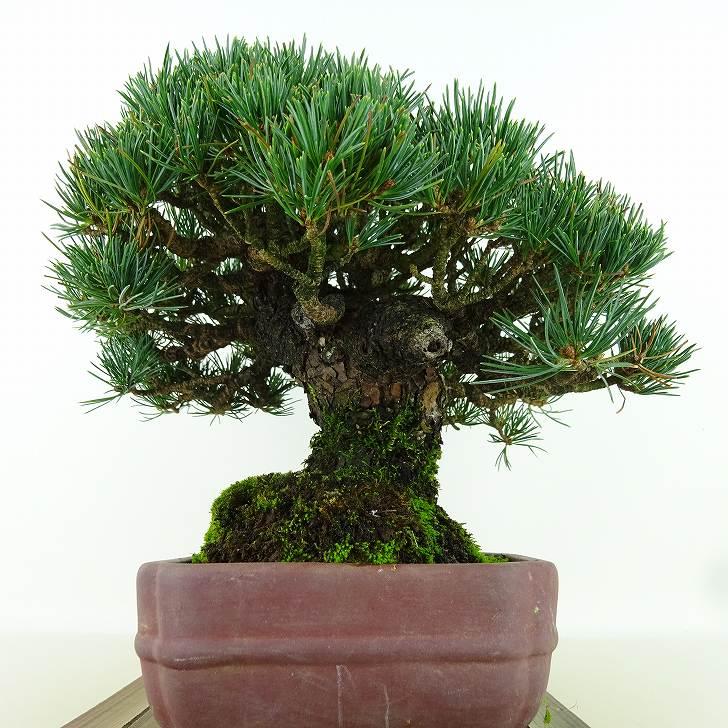 盆栽 松 五葉松 樹高 約19cm ごようまつ 高級盆栽 Pinus parviflora