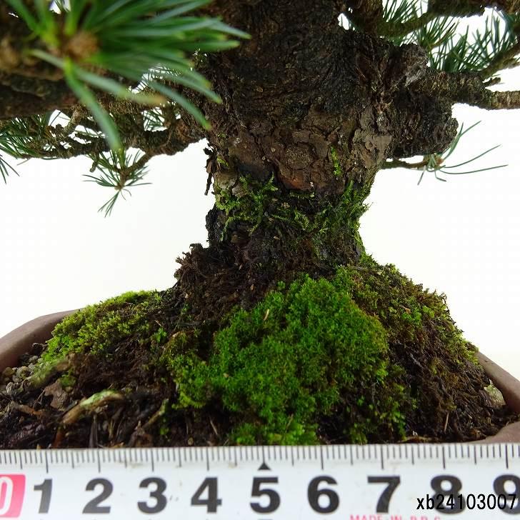 盆栽 松 五葉松 樹高 約19cm ごようまつ 高級盆栽 Pinus parviflora