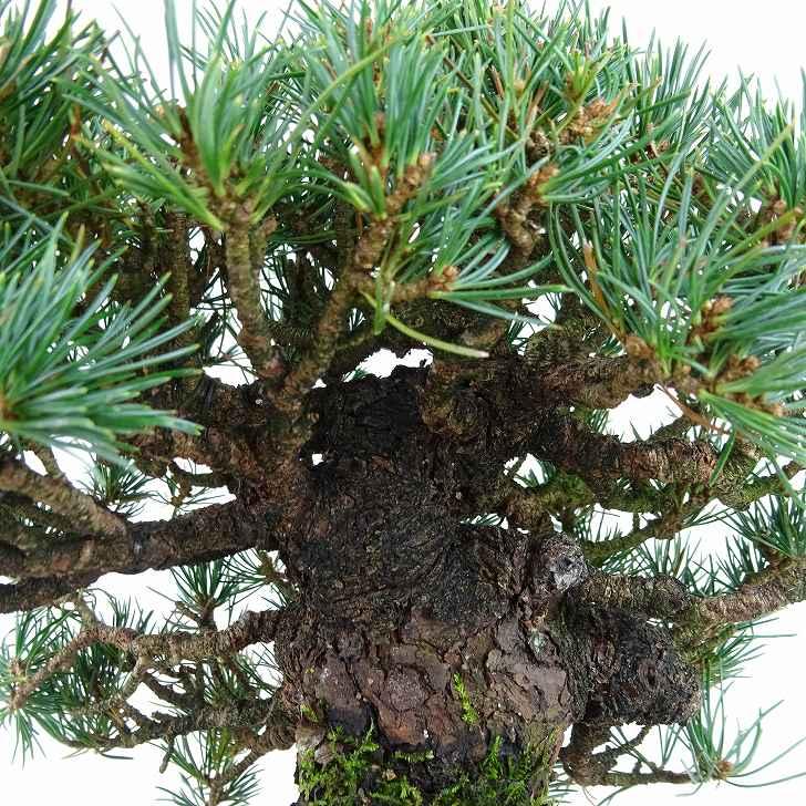 盆栽 松 五葉松 樹高 約19cm ごようまつ 高級盆栽 Pinus parviflora