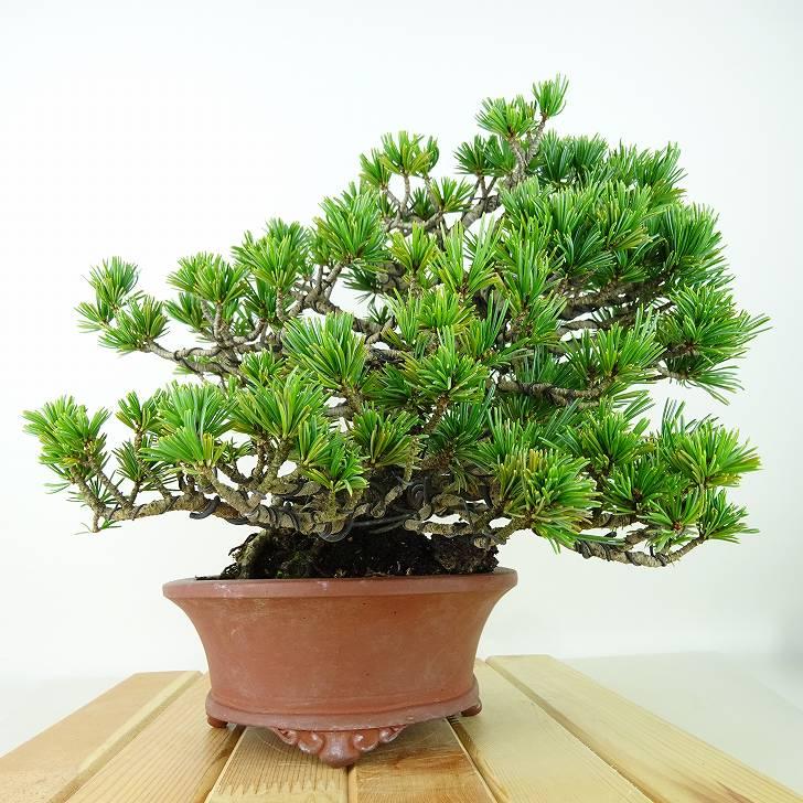盆栽 松 五葉松 樹高 約20cm ごようまつ 高級盆栽 Pinus 盆栽 松 五葉松 樹高 約20cm ごようまつ 高級盆栽 Pinus