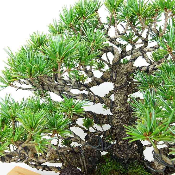 盆栽 松 五葉松 樹高 約20cm ごようまつ 高級盆栽 Pinus 盆栽 松 五葉松 樹高 約20cm ごようまつ 高級盆栽 Pinus