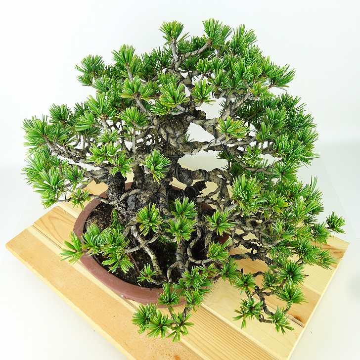 盆栽 松 五葉松 樹高 約20cm ごようまつ 高級盆栽 Pinus 盆栽 松 五葉松 樹高 約20cm ごようまつ 高級盆栽 Pinus