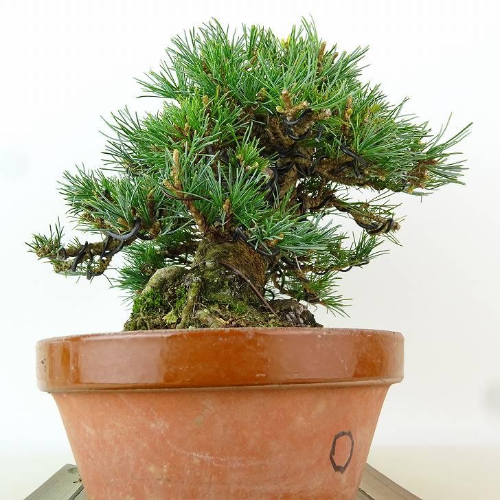 盆栽 松 五葉松 樹高 約15cm ごようまつ 高級盆栽 Pinus parviflora