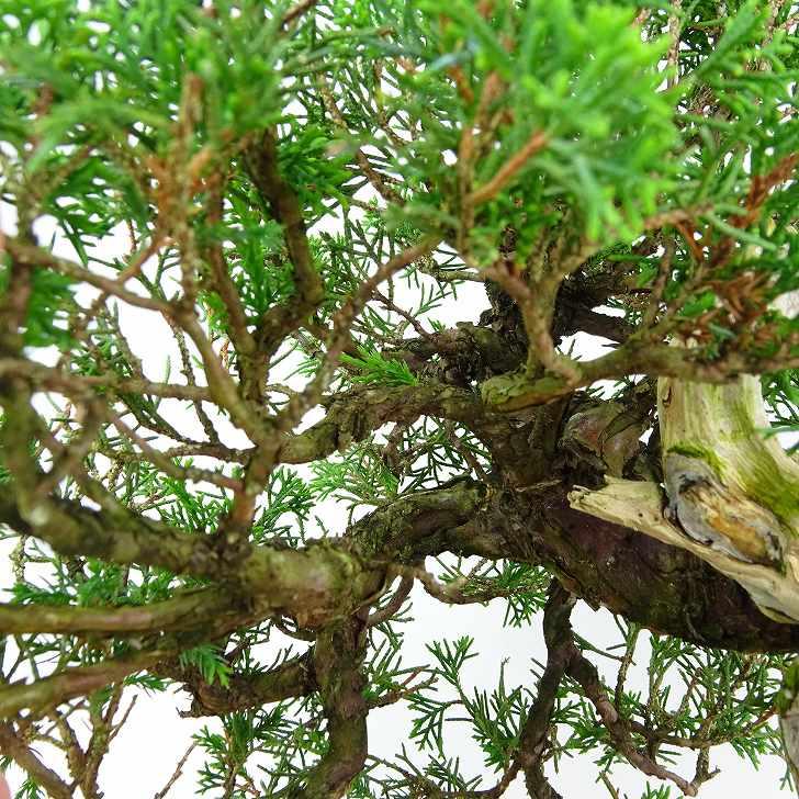 石鎚山の真柏　美しい樹形でジン舎利のバランスが超魅力！　★早いもの勝ち★ 石鎚山の真柏 美しい樹形でジン舎利のバランスが超魅力！ ☆早い