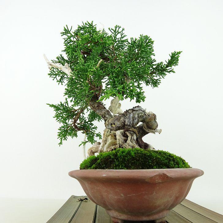 盆栽 真柏 樹高 約29cm しんぱく 高級盆栽 Juniperus chinensis 盆栽 真柏 樹高 約29cm しんぱく 高級盆栽 Juniperus chinensis